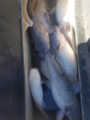 THE Month For Catching Oklahoma Catfish - Game & Fish
